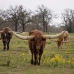 Trump is defending the record after a potential plan to buy Argentine beef was rejected