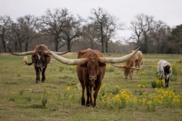 Trump is defending the record after a potential plan to buy Argentine beef was rejected