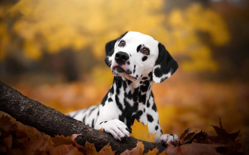 What is Updog? The new Datadog tool tells you which apps are broken