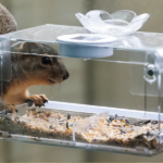 How to Keep Squirrels Away from Bird Feeders (2025)
