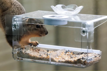 How to Keep Squirrels Away from Bird Feeders (2025)