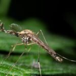 Mosquitoes appear in Iceland for the first time : NPR