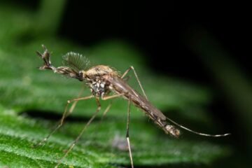 Mosquitoes appear in Iceland for the first time : NPR