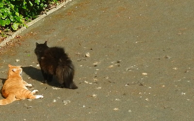 ADHD and Monotropism – Monotropism