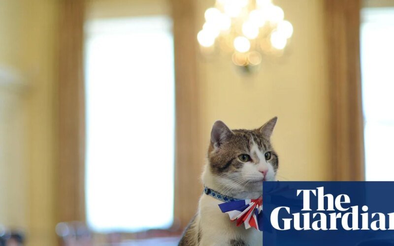 A rats to riches story: Larry the Downing Street cat finds place in TV spotlight | Politics