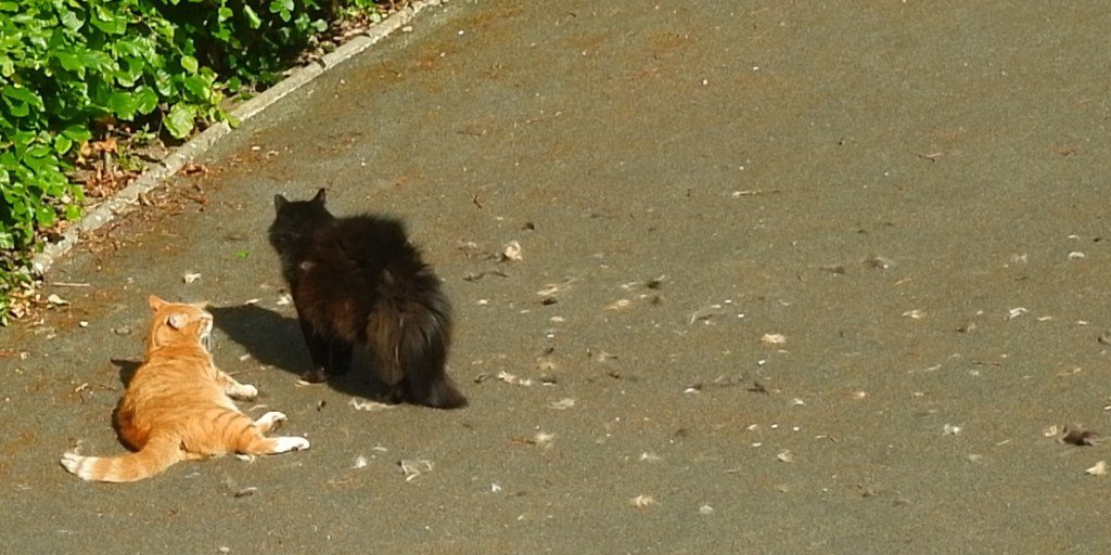A possibly-illustrative photo: Two cats have been fighting. Fur lies scattered way across the path. The ginger cat is lying down, looking at the black cat, who looks the other way, still bristling.
