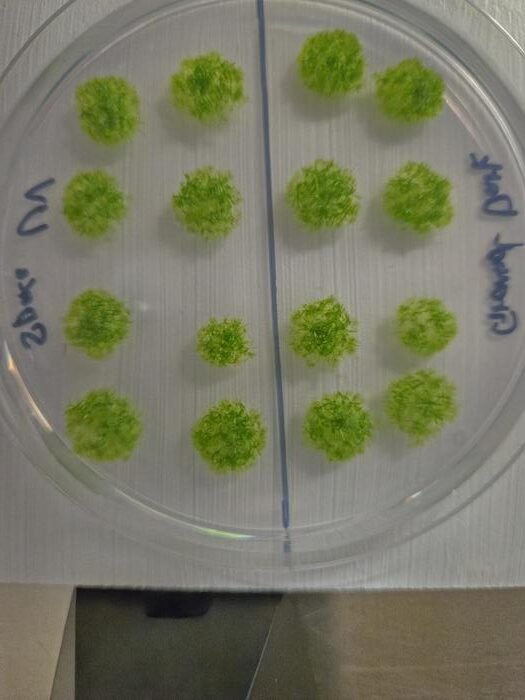 Low-Res_Germinated moss spores after space exposure CREDIT Dr. Chang-hyun Maeng and Maika Kobayashi