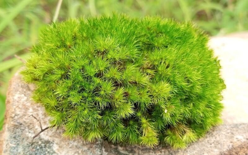 Moss Survives 9 Months in Space Vacuum