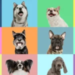 “Wolf DNA” lurks in many modern dog breeds