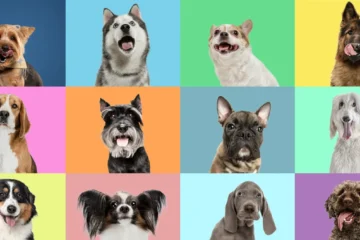 “Wolf DNA” lurks in many modern dog breeds