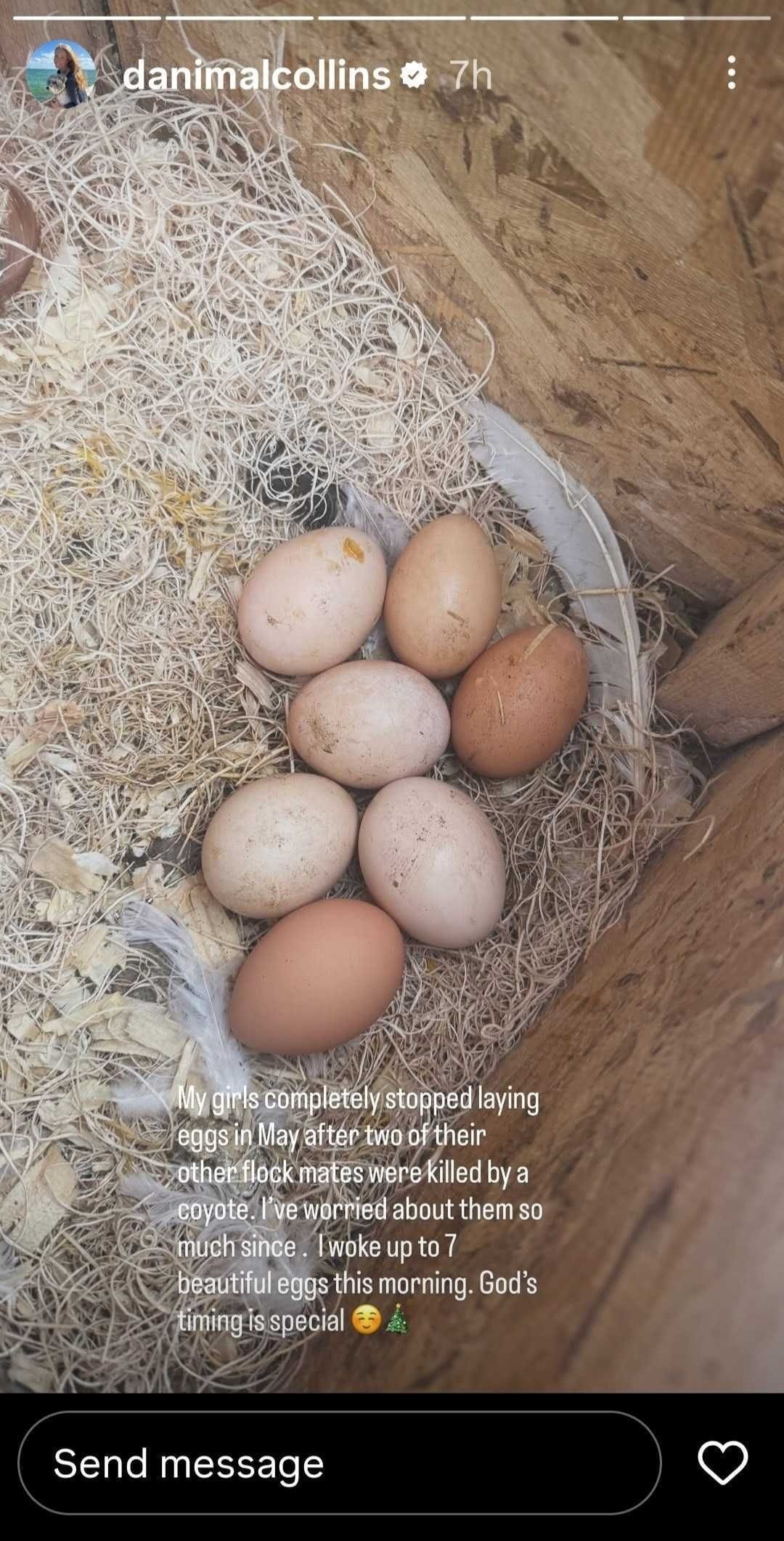 Collins Instagram story dated Wednesday, December 24, 2025 (Source: Instagram/danimalcollins)