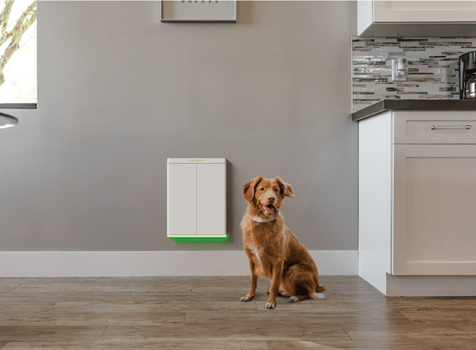 Dog in front of door Pawport playfully