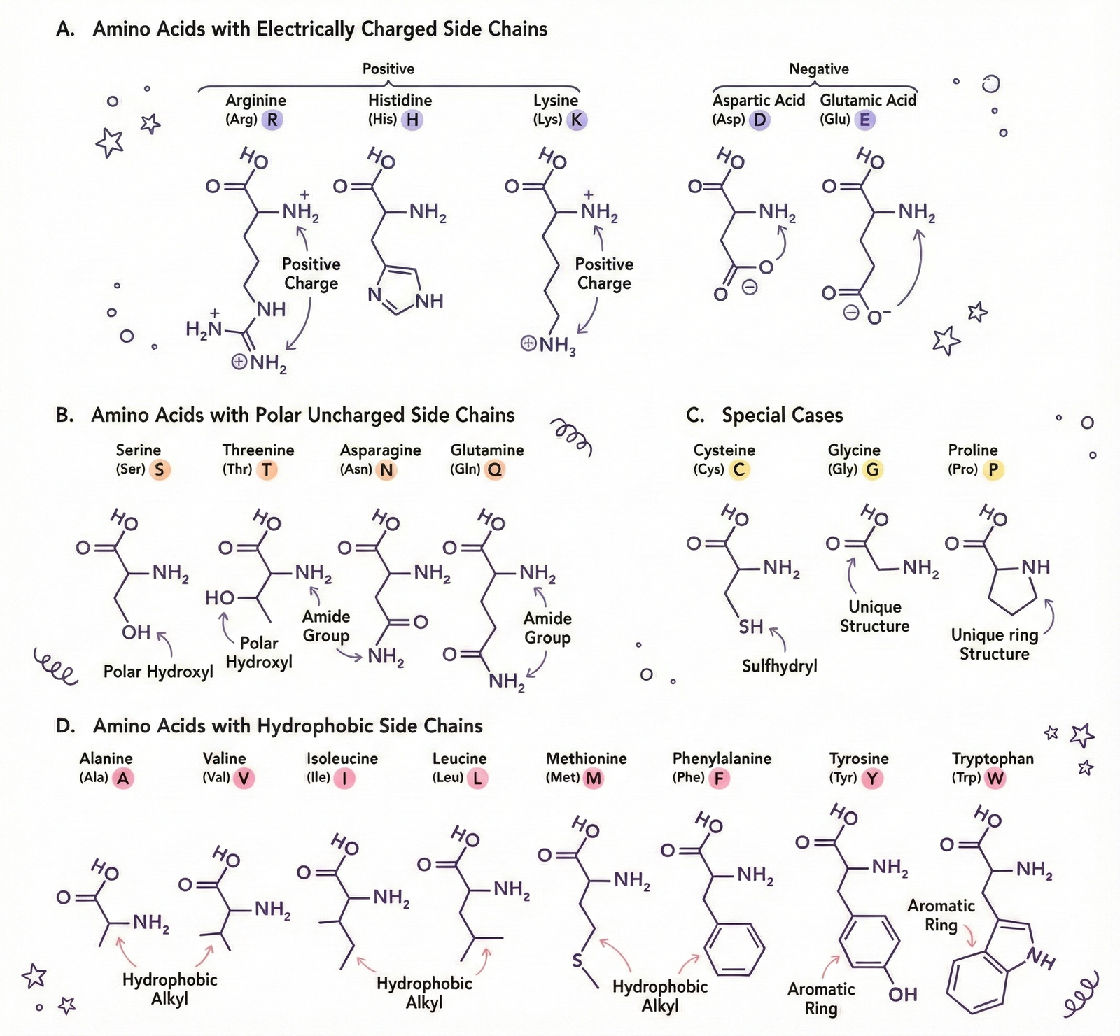 Image of Amino acids