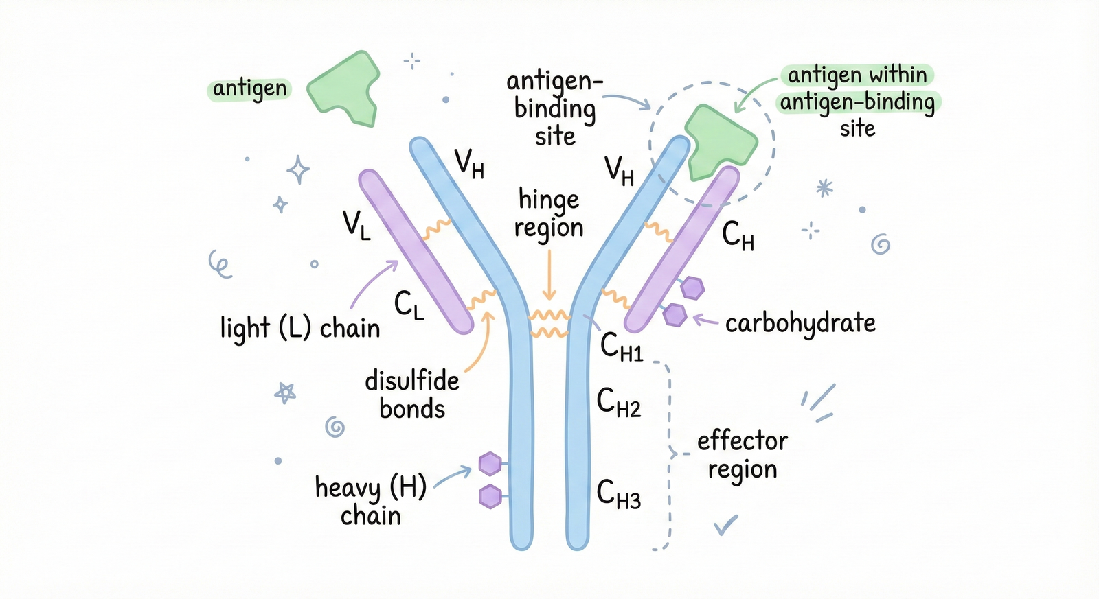 Image of antibody antigen