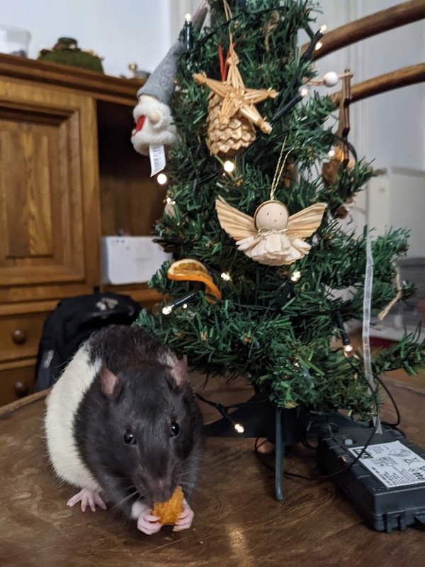 A rat wearing a tiny Santa hat.