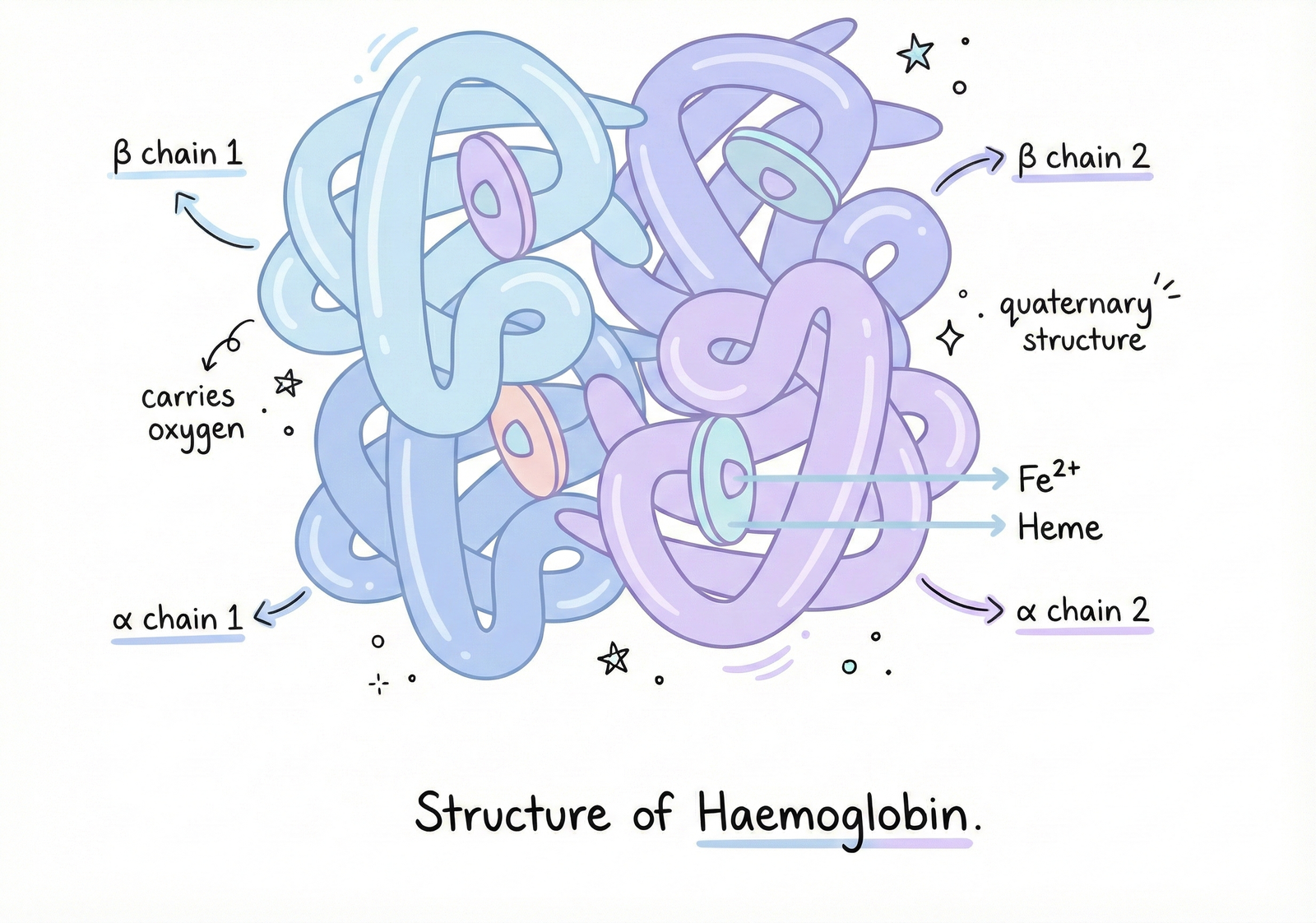 Image of Haemoglobin