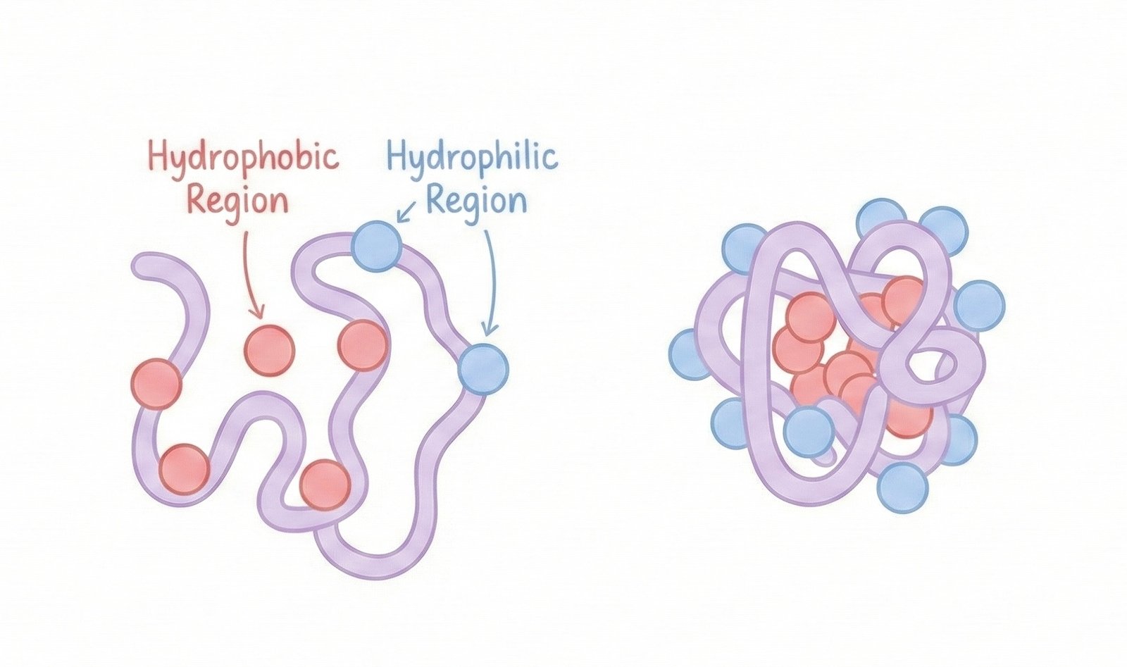 Image of hydrophobic effect