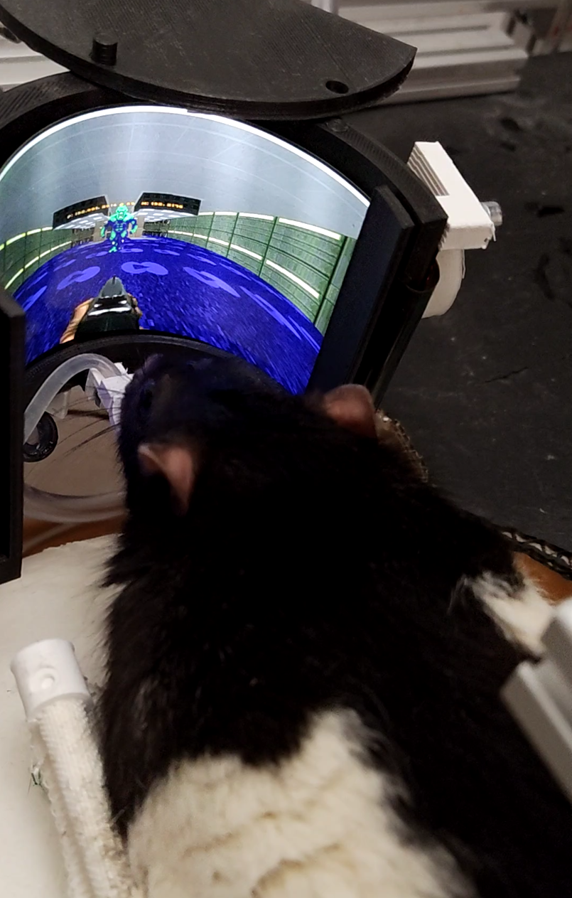 Rat engaging with the VR setup during a session.