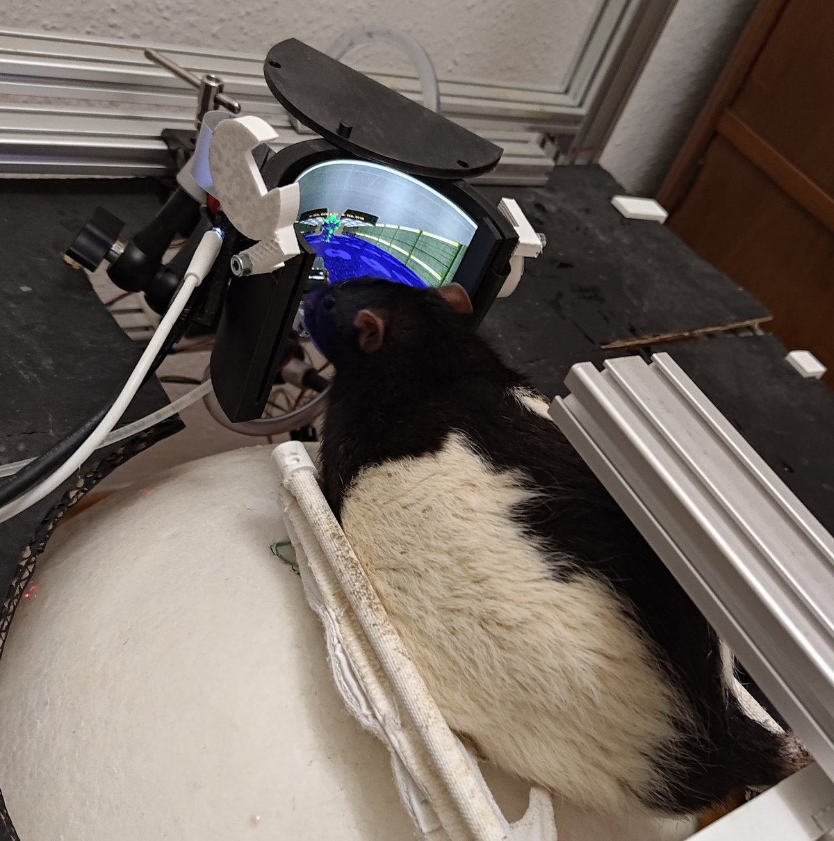 Rat VR Setup Version 2