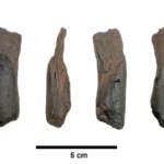 430,000-year-old well-preserved wooden tools are the oldest ever found