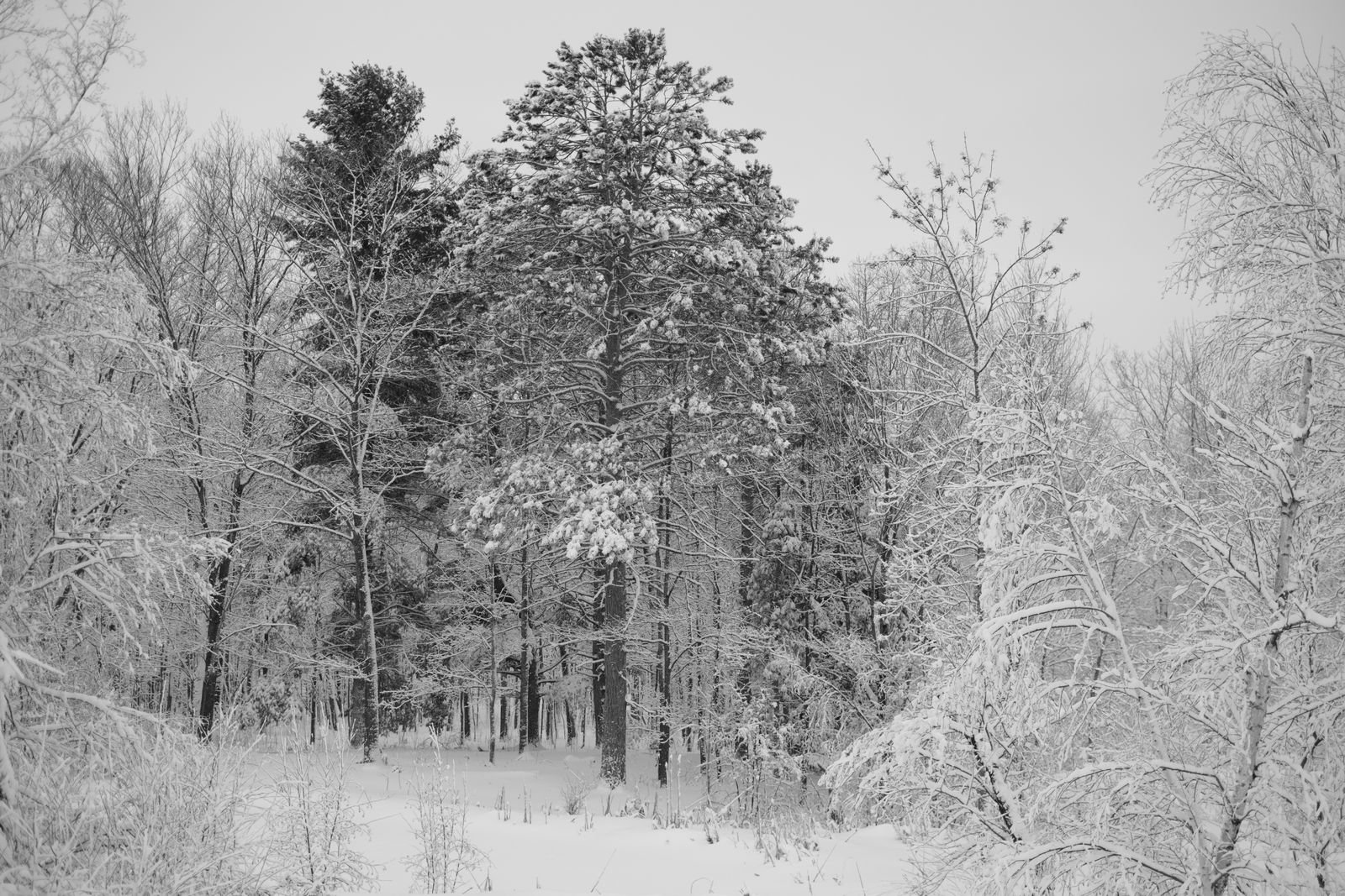 Image may contain spruce plant vegetation icy ground nature outdoor forest weather and snow