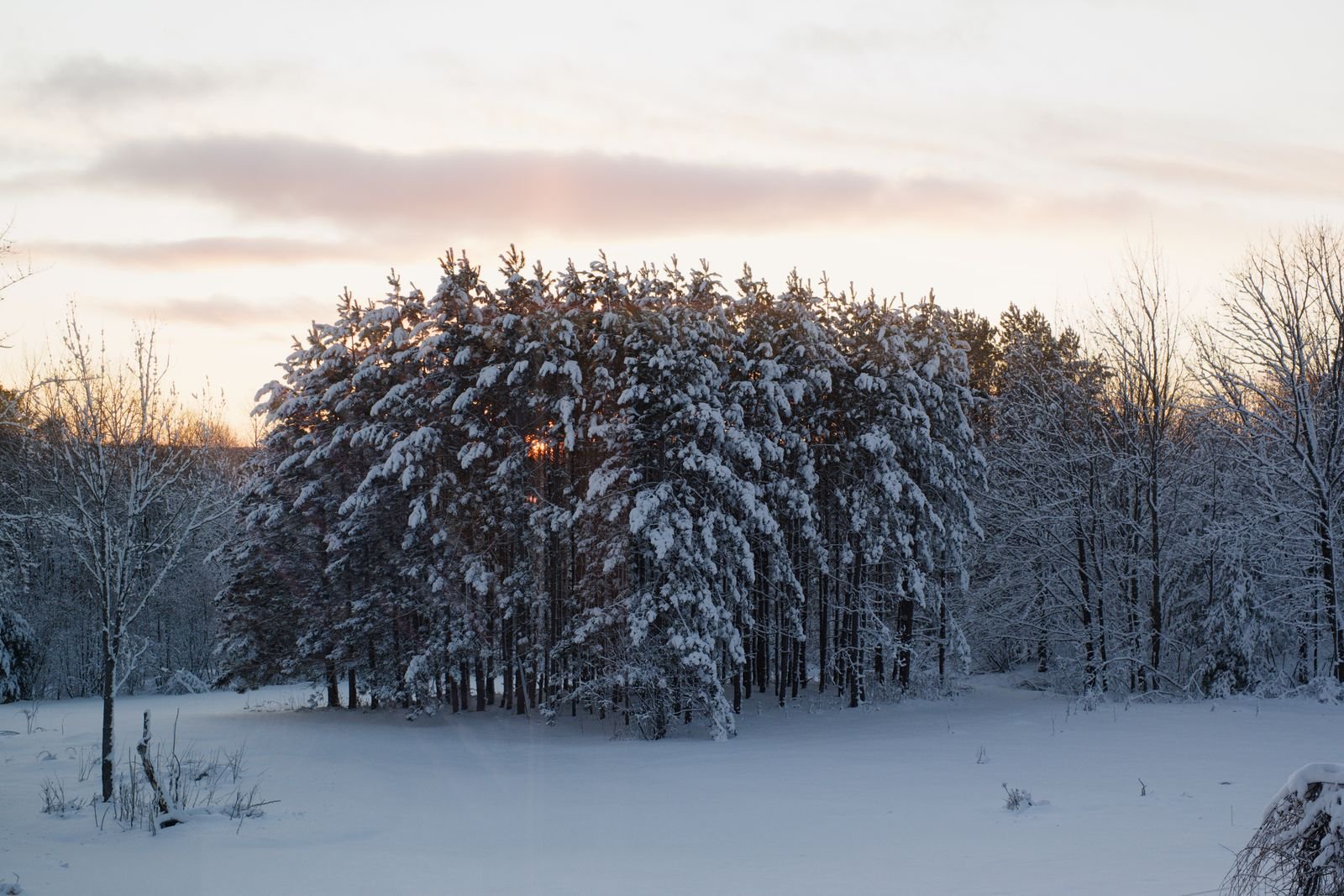 Image may contain plant plants tree land nature outdoor forest fir landscape weather ice and snow