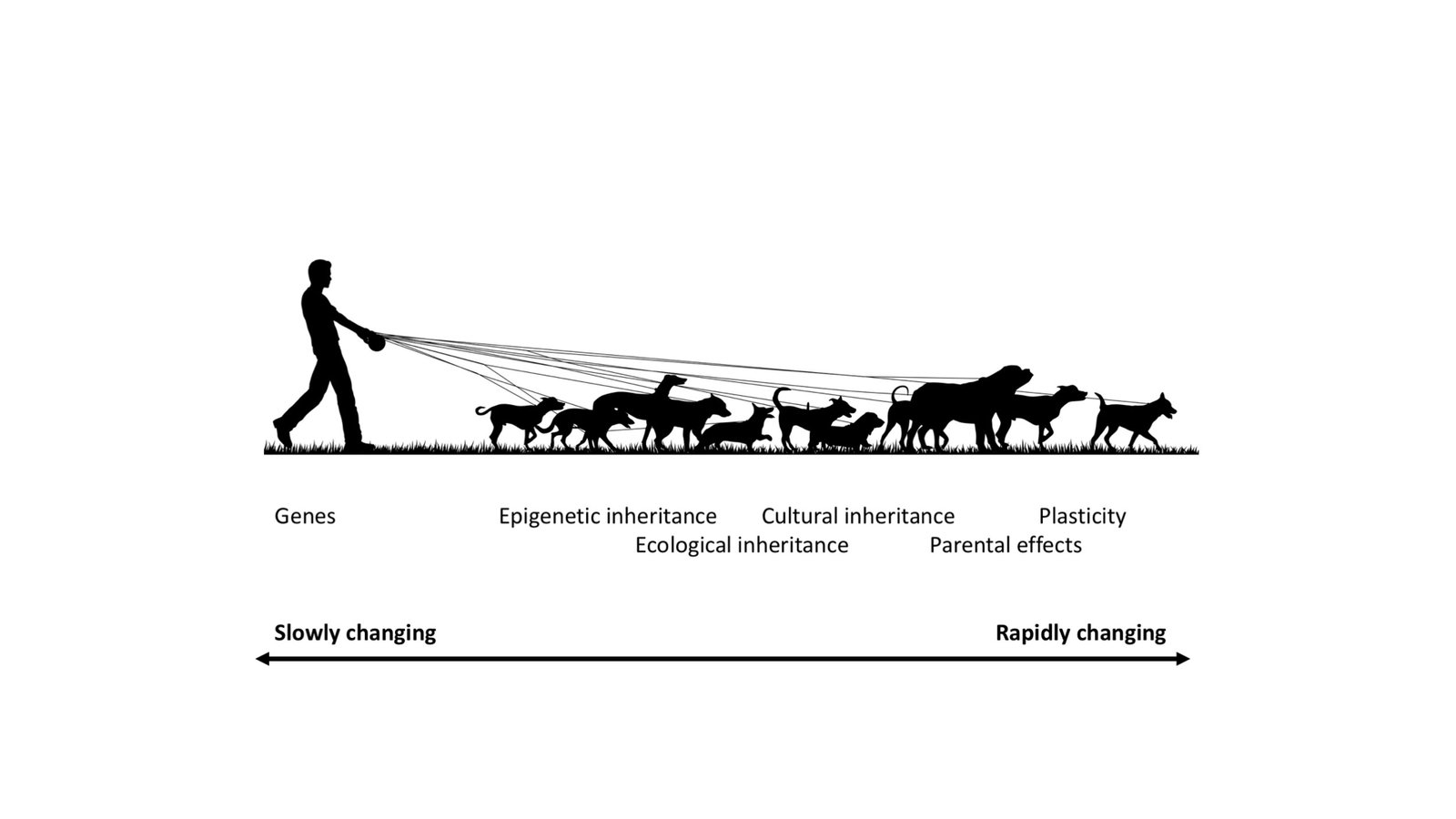 Silhouette illustration of a person walking multiple dogs representing various types of inheritance, from genes to plasticity.