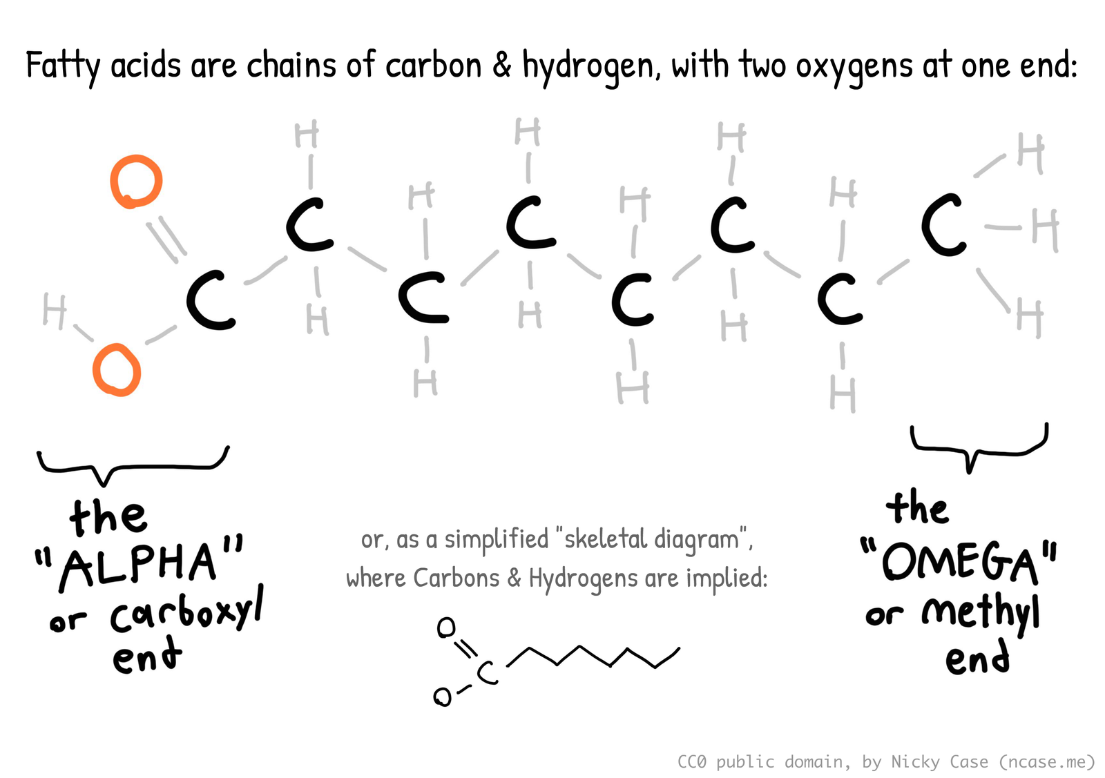 Diagram of a fatty acid, details in main text.