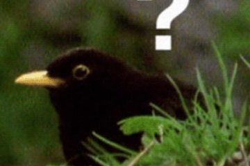 How many registers does an x86-64 CPU have?