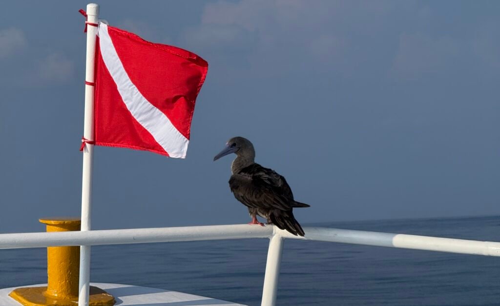 I found a Vulnerability. They found a Lawyer. | Blog