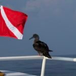 I found a Vulnerability. They found a Lawyer. | Blog