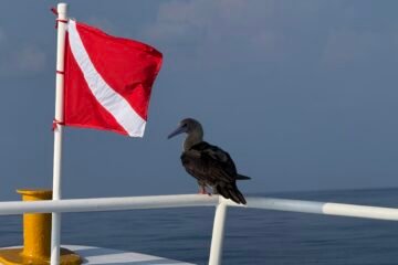 I found a Vulnerability. They found a Lawyer. | Blog