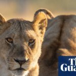 Tonight TV: High drama with the largest lion pride in the world | television