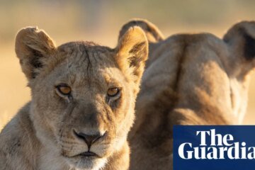 Tonight TV: High drama with the largest lion pride in the world | television