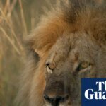 Tonight TV: Cecil the lion killed by a bounty hunter | television
