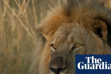Tonight TV: Cecil the lion killed by a bounty hunter | television