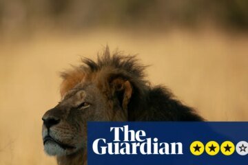 Cecil: The Lion and the Dentist review – Inside the horrific big cat murder that outraged the world | television