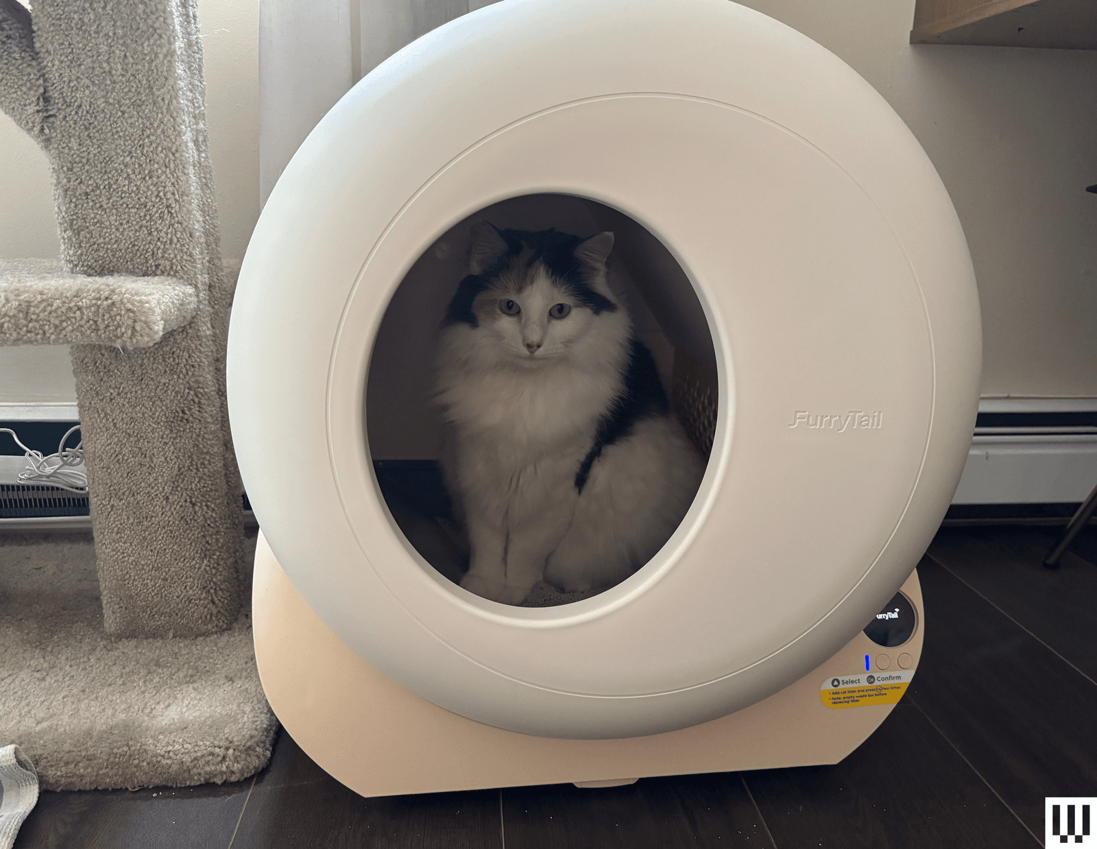 Image may contain Animal Cat Mammal Pet Appliance Device Electrical Device and Washer