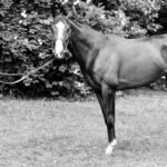 The mysterious kidnapping of Shergar, a champion racehorse