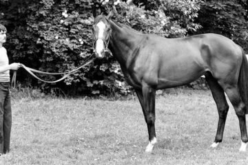 The mysterious kidnapping of Shergar, a champion racehorse