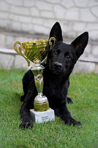 Winner Dog