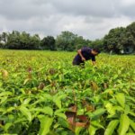 Indian company Varaha has secured $20 million to scale decarbonisation in the Global South