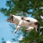 A new study details how cats always land on their feet