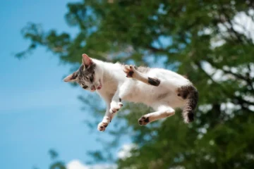 A new study details how cats always land on their feet