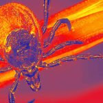 Pfizer’s Lyme disease vaccine trial failed, and the company is seeking FDA approval