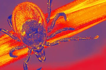 Pfizer’s Lyme disease vaccine trial failed, and the company is seeking FDA approval