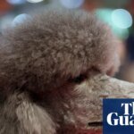 TV Tonight: Crufts with Claudia Winkleman and Claire Balding | TV and radio