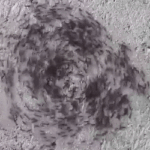 Ant mill – Wikipedia