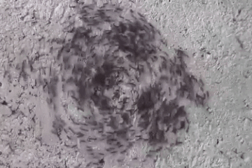 Ant mill – Wikipedia