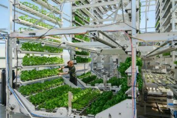 Canopii is looking to succeed where previous indoor farms have not